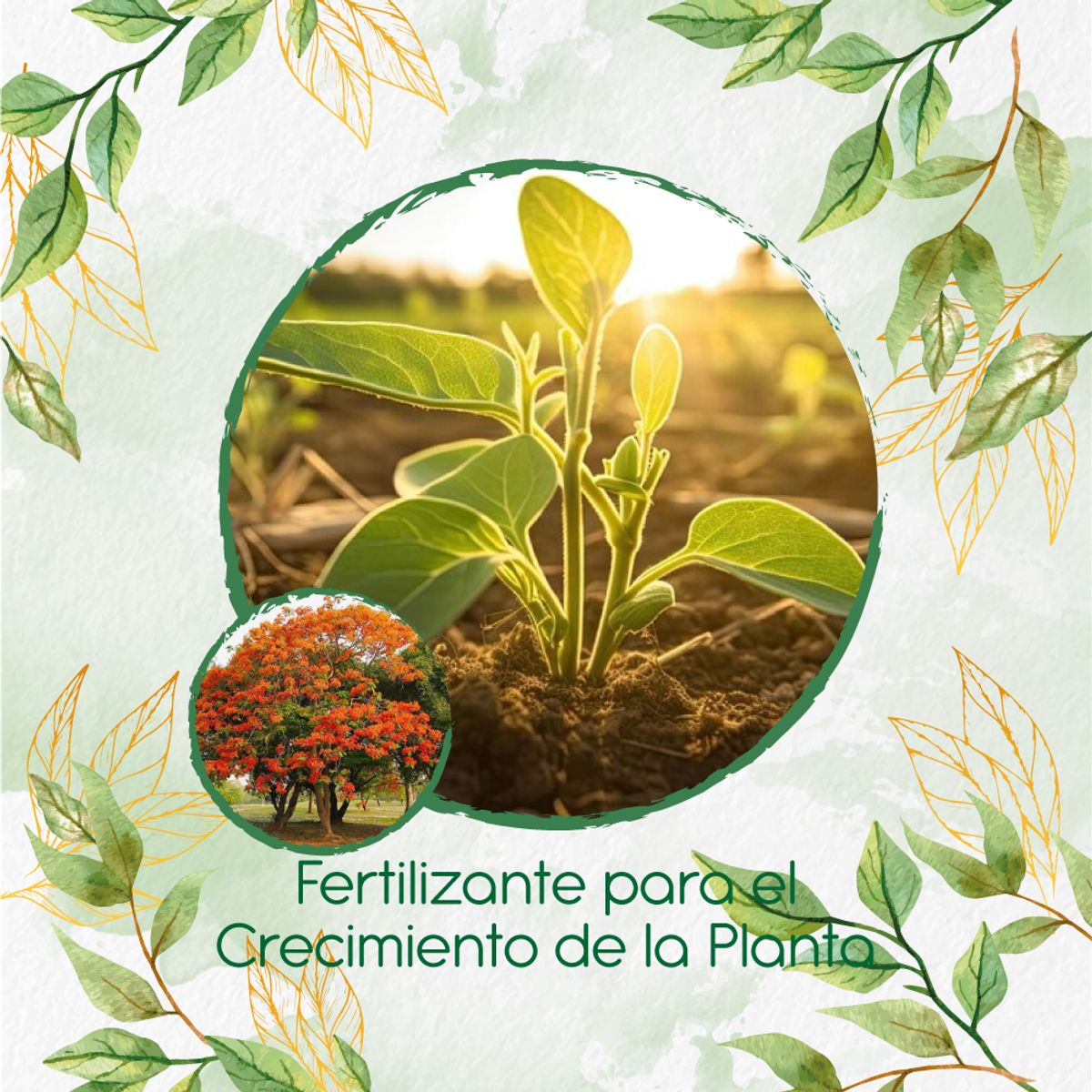GENERICO - Fertilizante Para El Crecimiento De Árbol Tulipán Africano