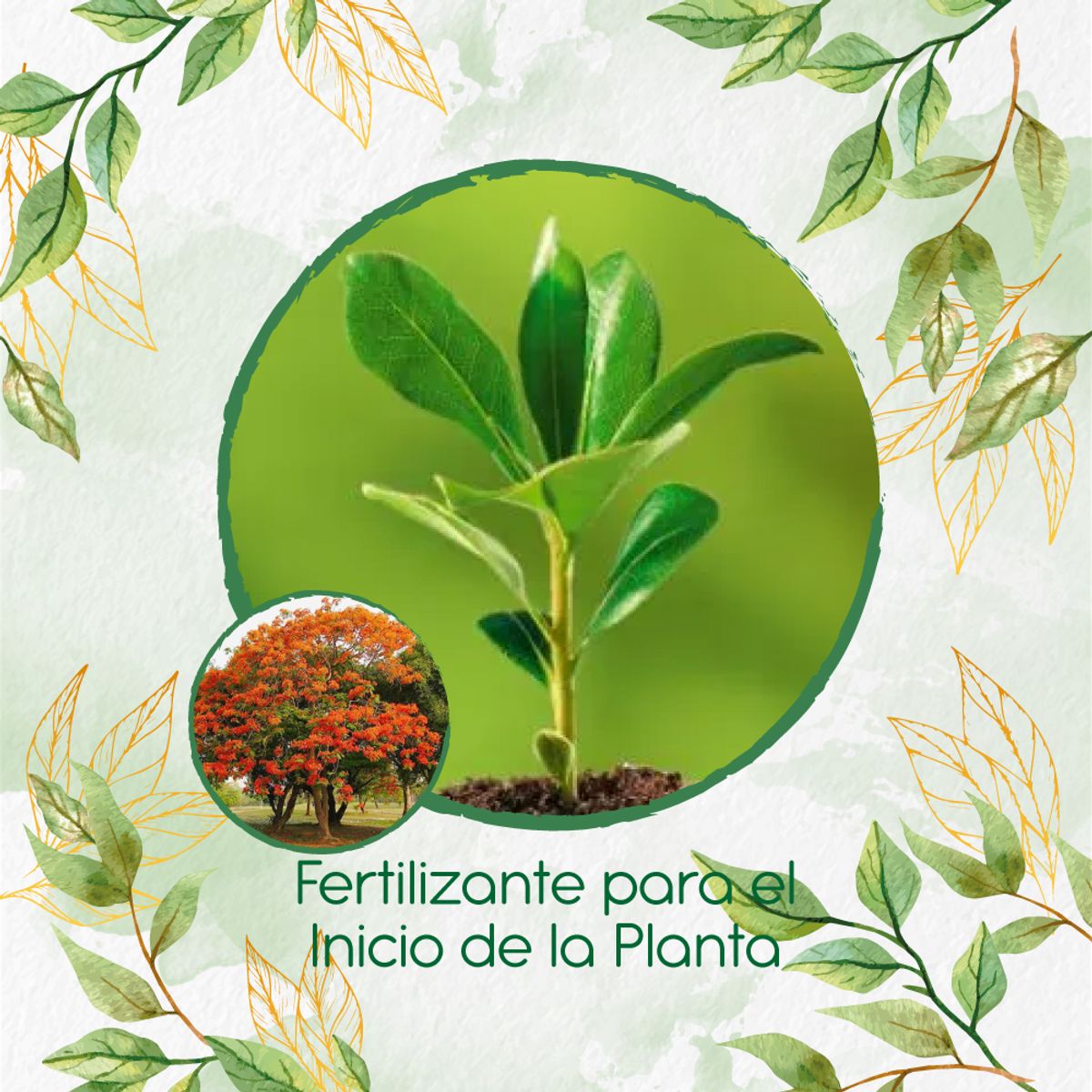 GENERICO - Fertilizante Para El Inicio De Árbol Tulipán Africano