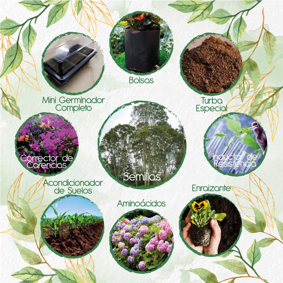 GENERICO - 100 Semillas De Árbol Urapan + Kit Completo De Germinación