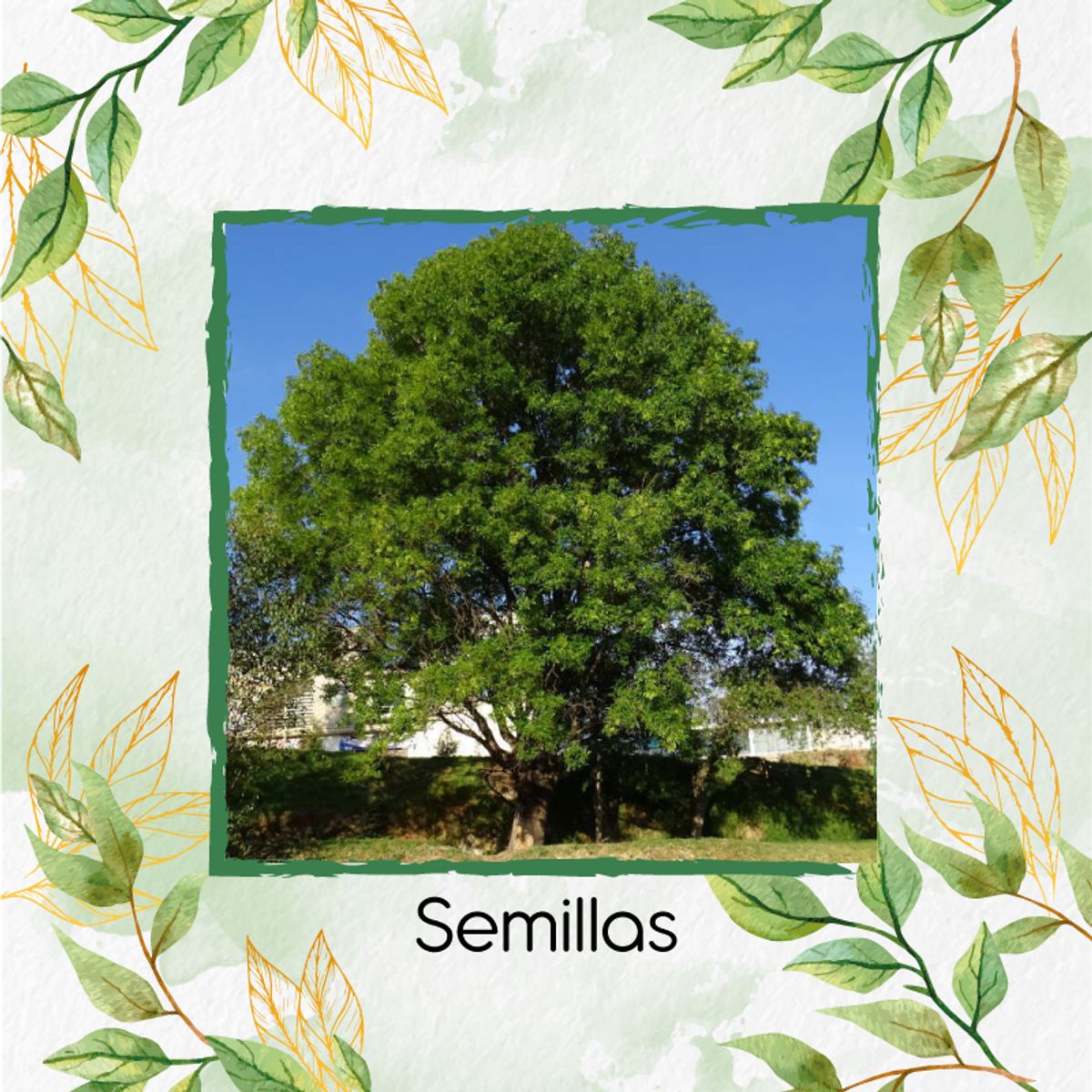 GENERICO - 100 Semillas De Árbol Urapan + Kit Completo De Germinación