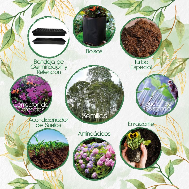 GENERICO - 200 Semillas De Árbol Urapan + Kit De Producción