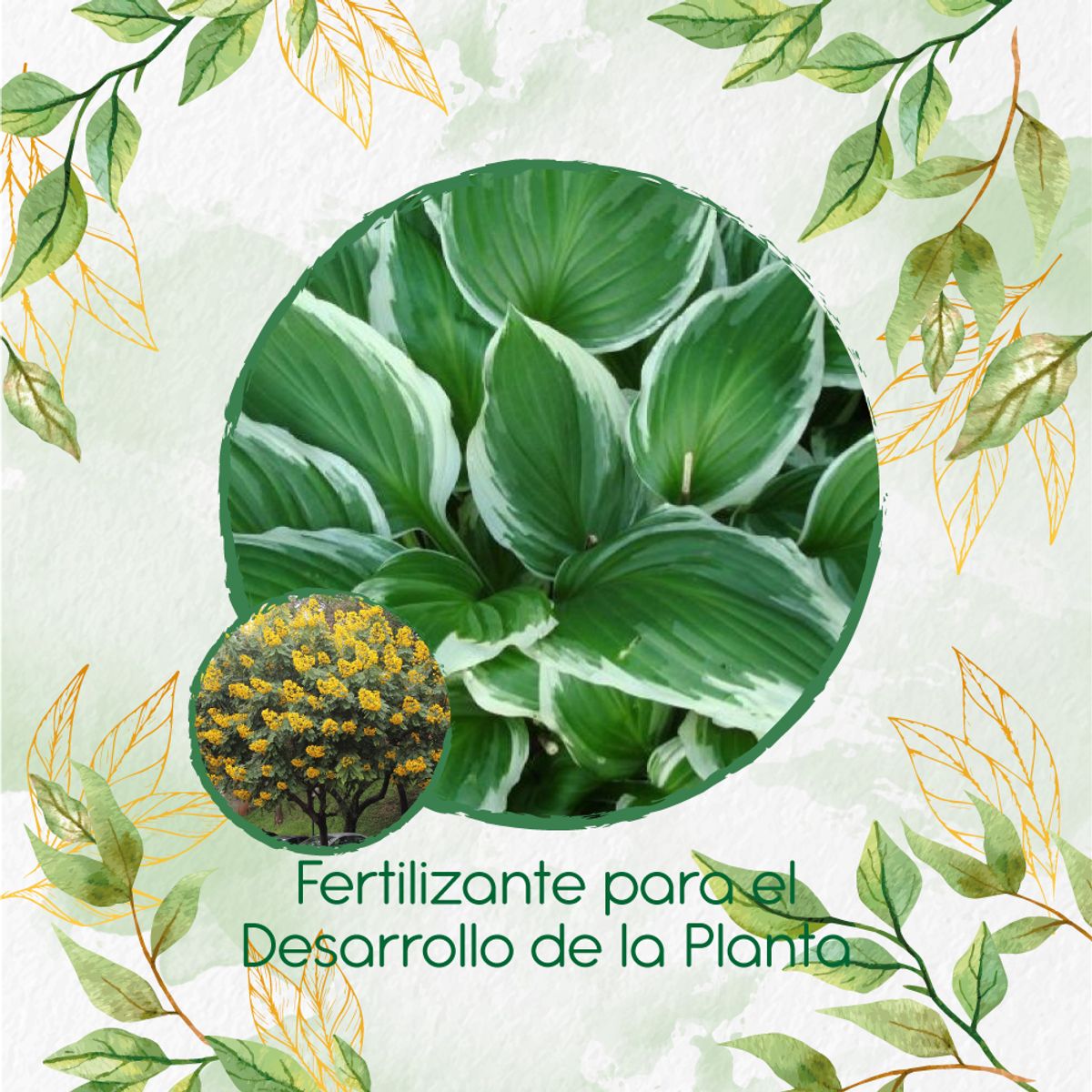 GENERICO - Fertilizante Para El Desarrollo De Árbol Vainillo Velero