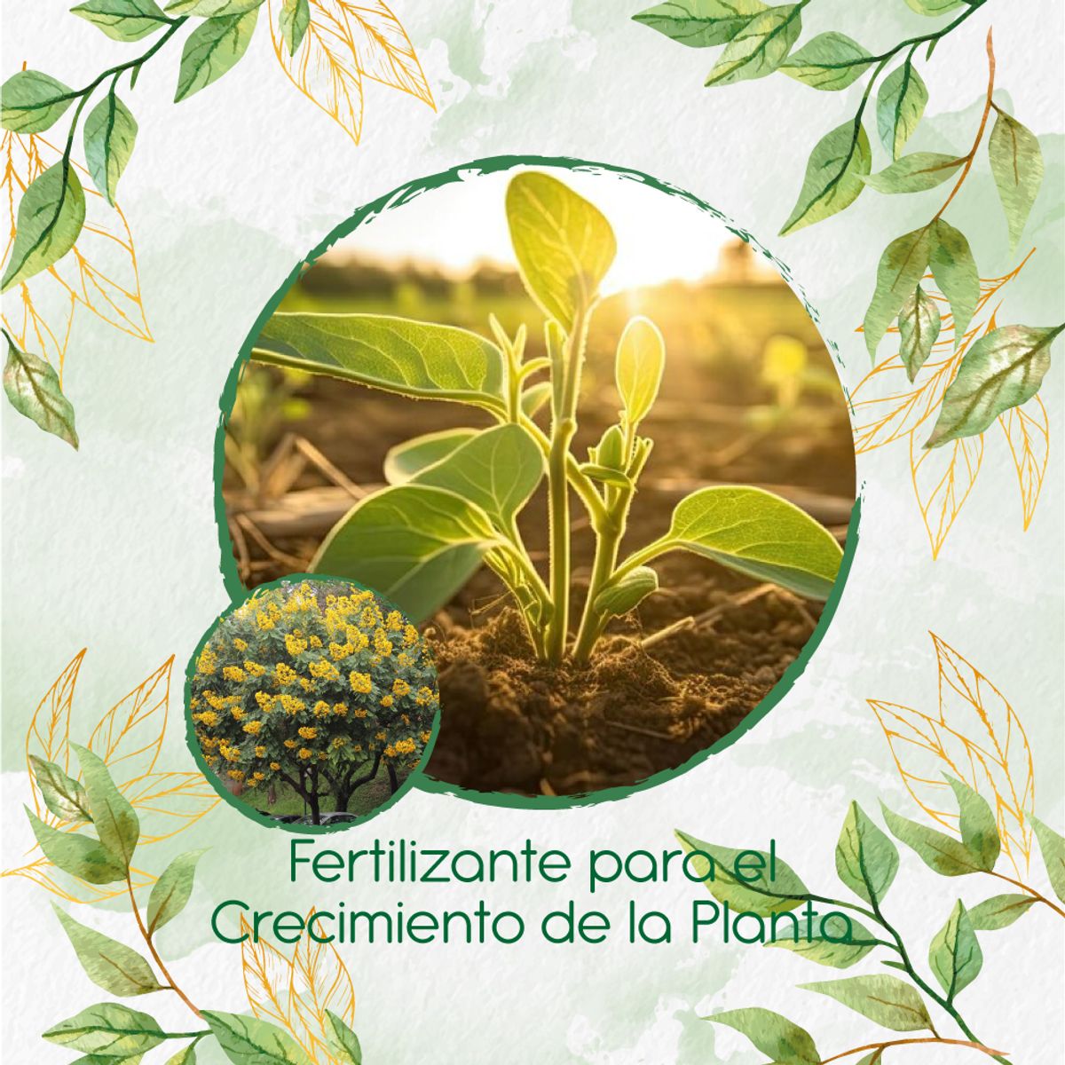 GENERICO - Fertilizante Para El Crecimiento De Árbol Vainillo Velero