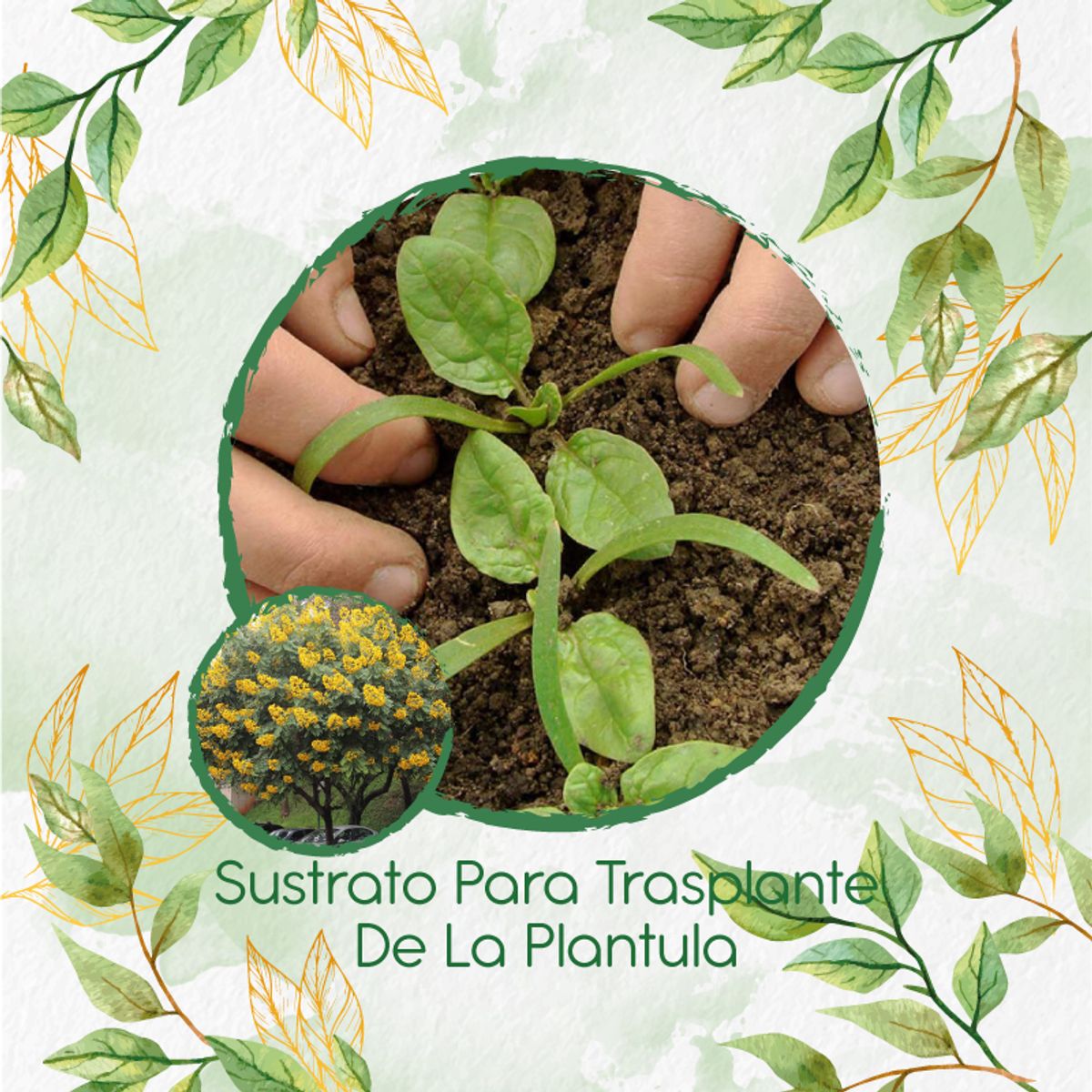 GENERICO - Sustrato Para Trasplante De Árbol Vainillo Velero