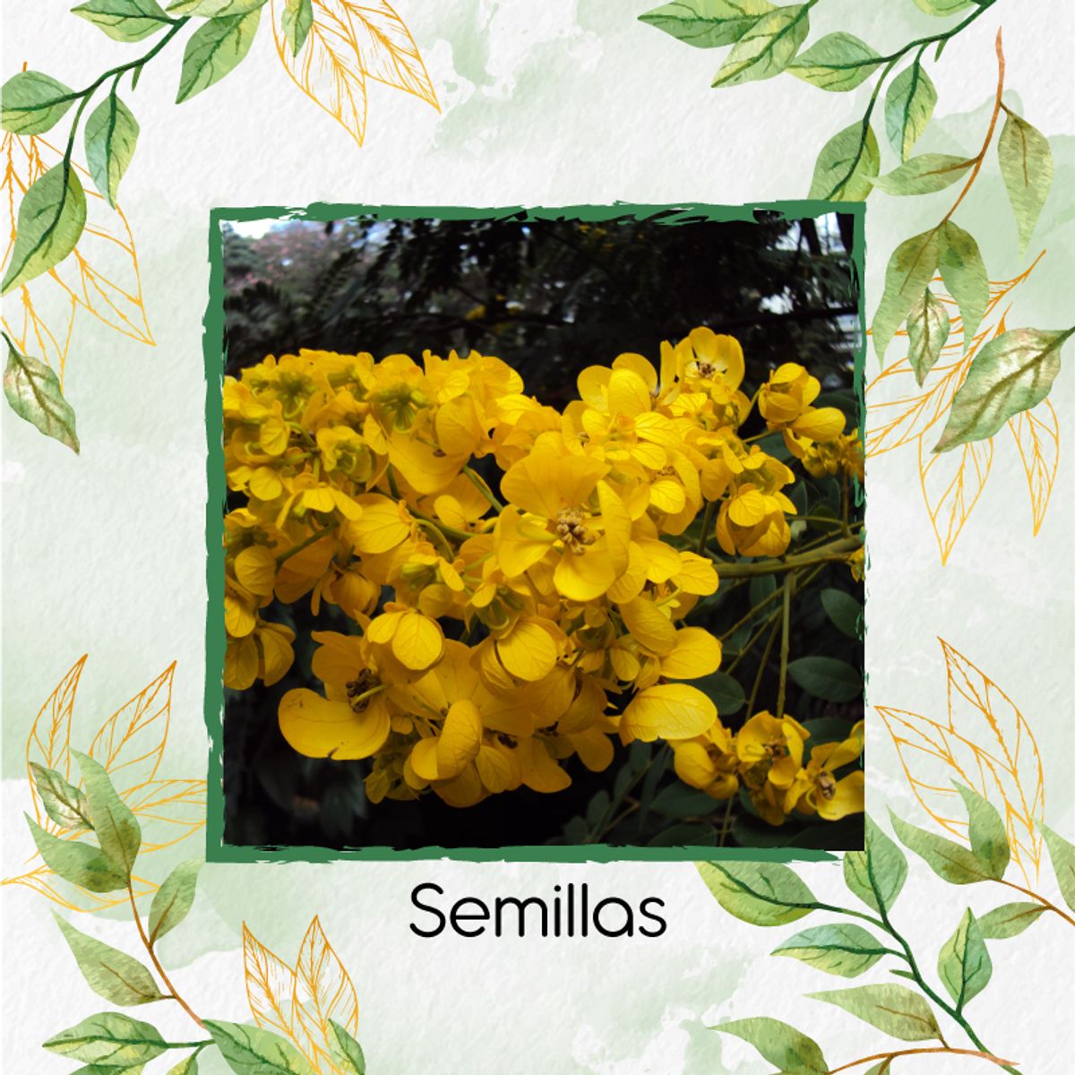 GENERICO - 50 Semillas De Árbol Vainillo Velero + Kit Orgánico