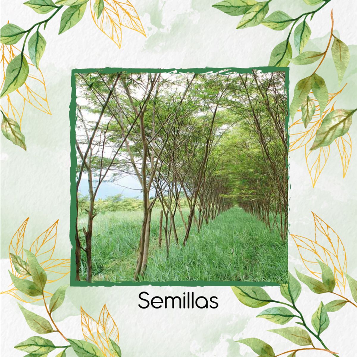 GENERICO - 100 Semillas De Árbol Yopo Café + Kit De Germinación Especial