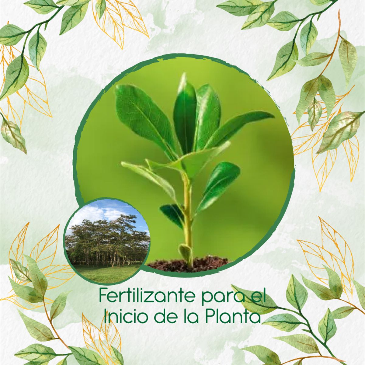 GENERICO - Fertilizante Para El Inicio De Árbol Yopo Negro