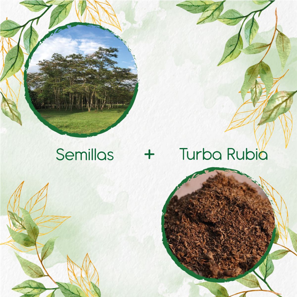 GENERICO - 30 Semillas De Árbol Yopo Negro + Turba De Germinación