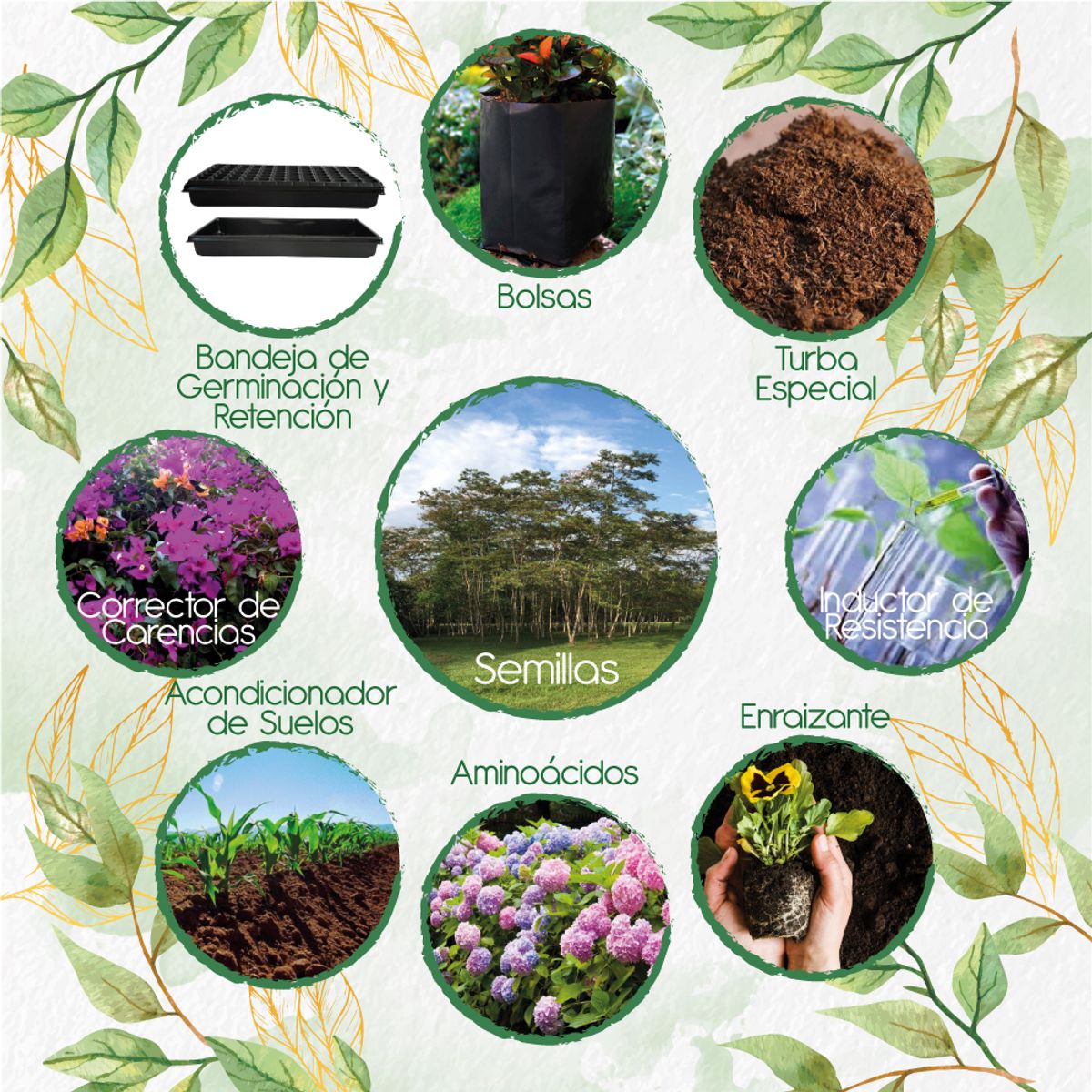 GENERICO - 60 Semillas De Árbol Yopo Negro + Kit De Producción