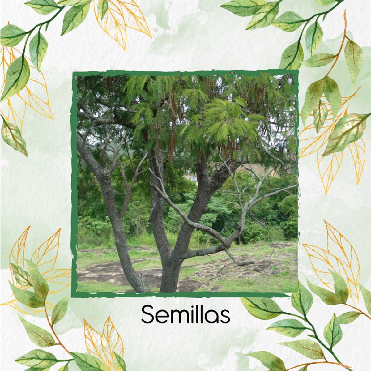 GENERICO - 60 Semillas De Árbol Yopo Negro + Kit De Producción