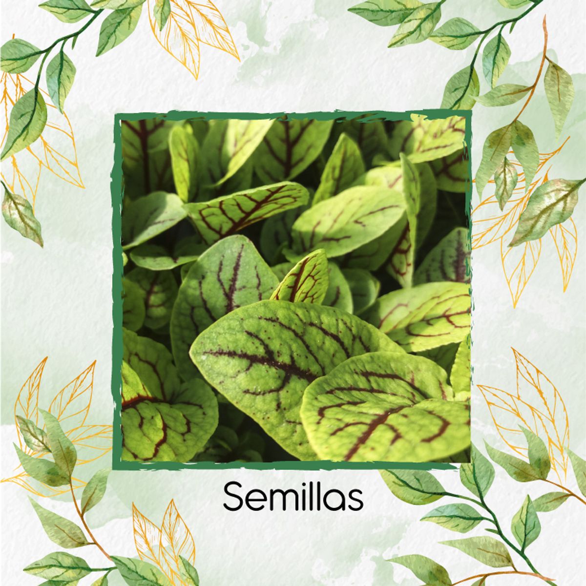 GENERICO - Sustrato Para Trasplante De Acedera Roja