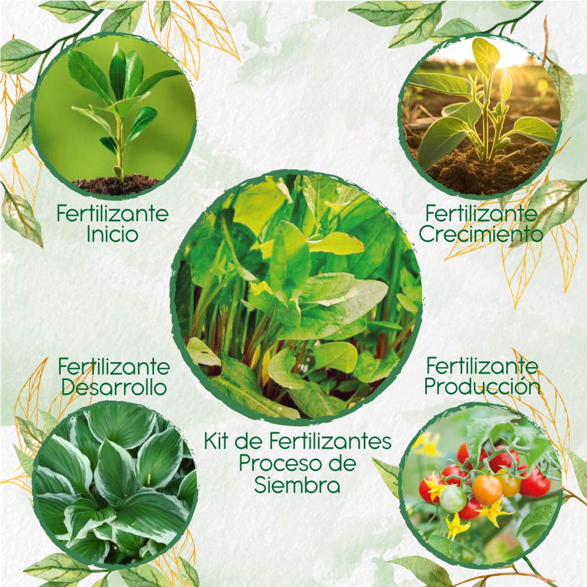 GENERICO - Kit De Fertilizantes Para La Siembra De Acedera Verde
