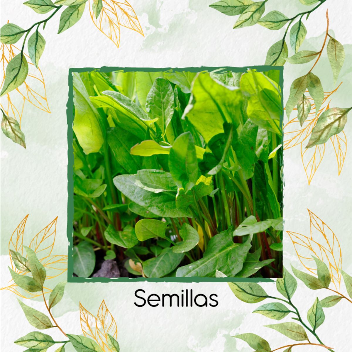 GENERICO - Kit De Fertilizantes Para La Siembra De Acedera Verde