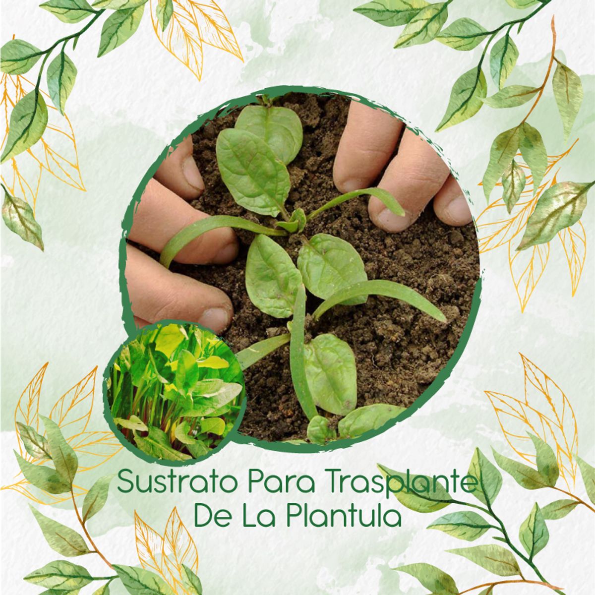 GENERICO - Sustrato Para Trasplante De Acedera Verde