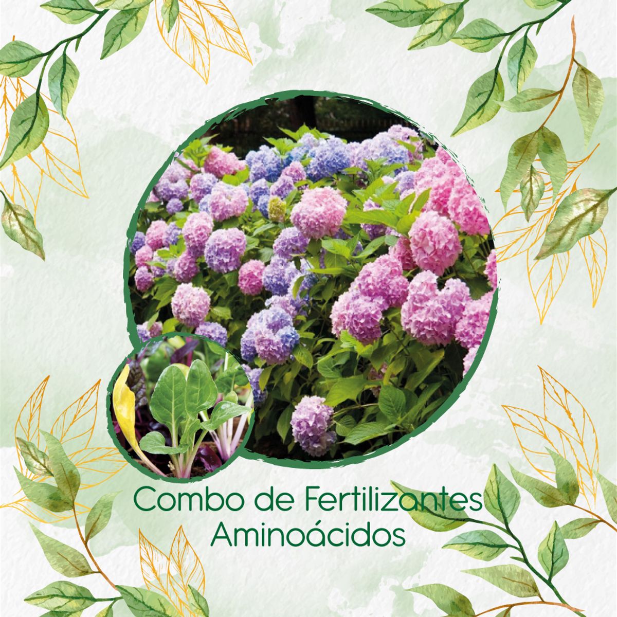 GENERICO - Combo De Fertilizantes Aminoácidos Para Acelga