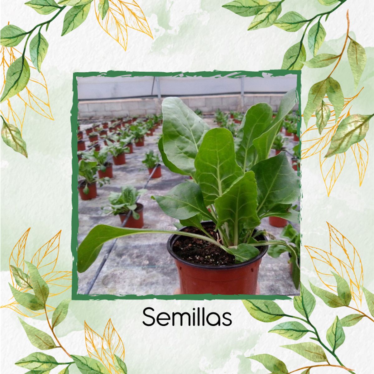 GENERICO - Combo De Fertilizantes Aminoácidos Para Acelga