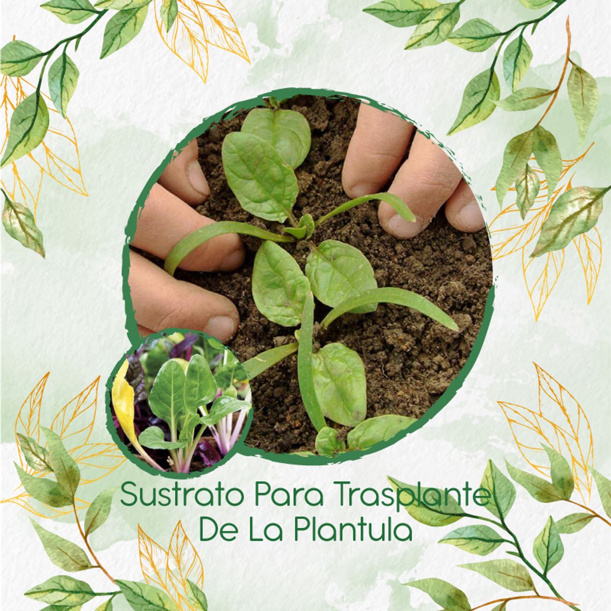 GENERICO - Sustrato Para Trasplante De Acelga