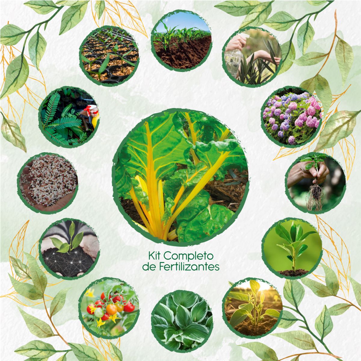 GENERICO - Kit Completo De Fertilizantes Para Acelga Amarilla