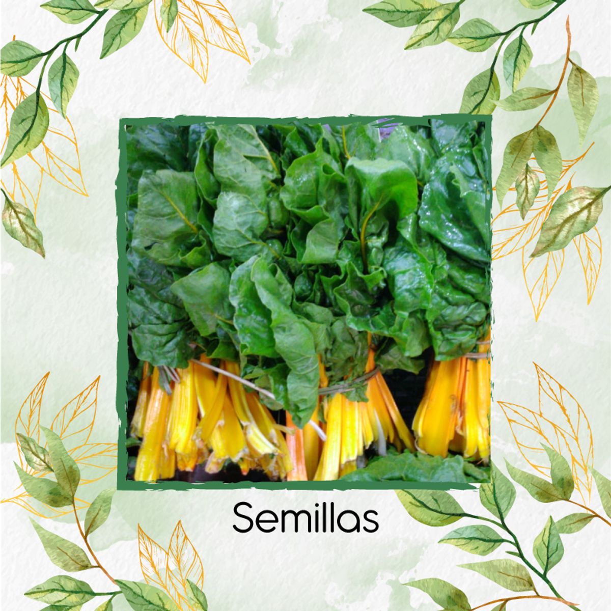 GENERICO - Kit Completo De Fertilizantes Para Acelga Amarilla