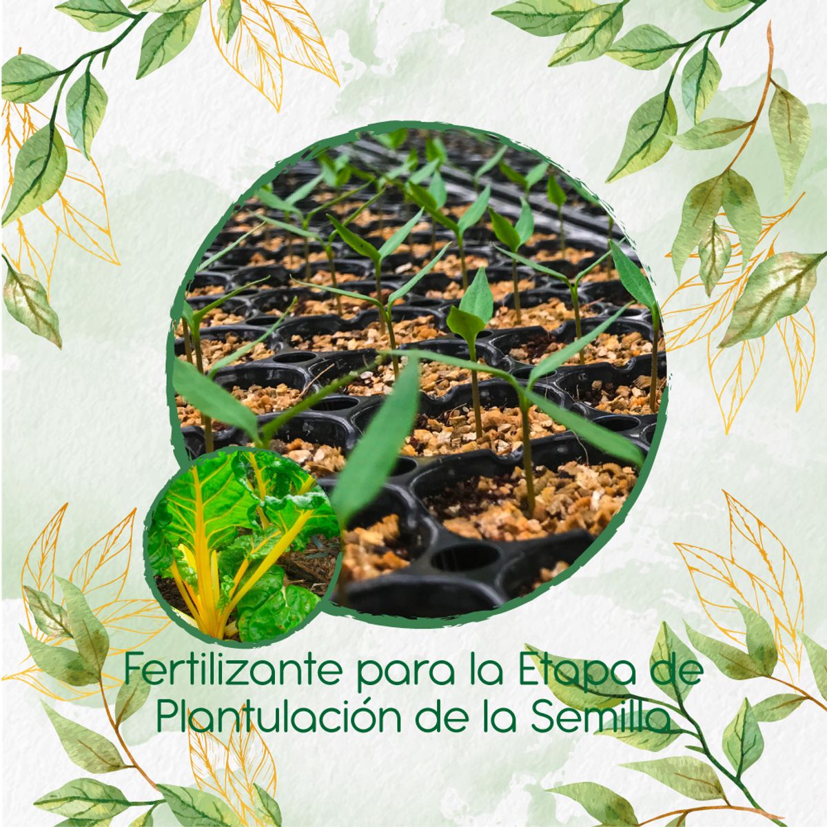 GENERICO - Fertilizante De Plantulación Para Acelga Amarilla