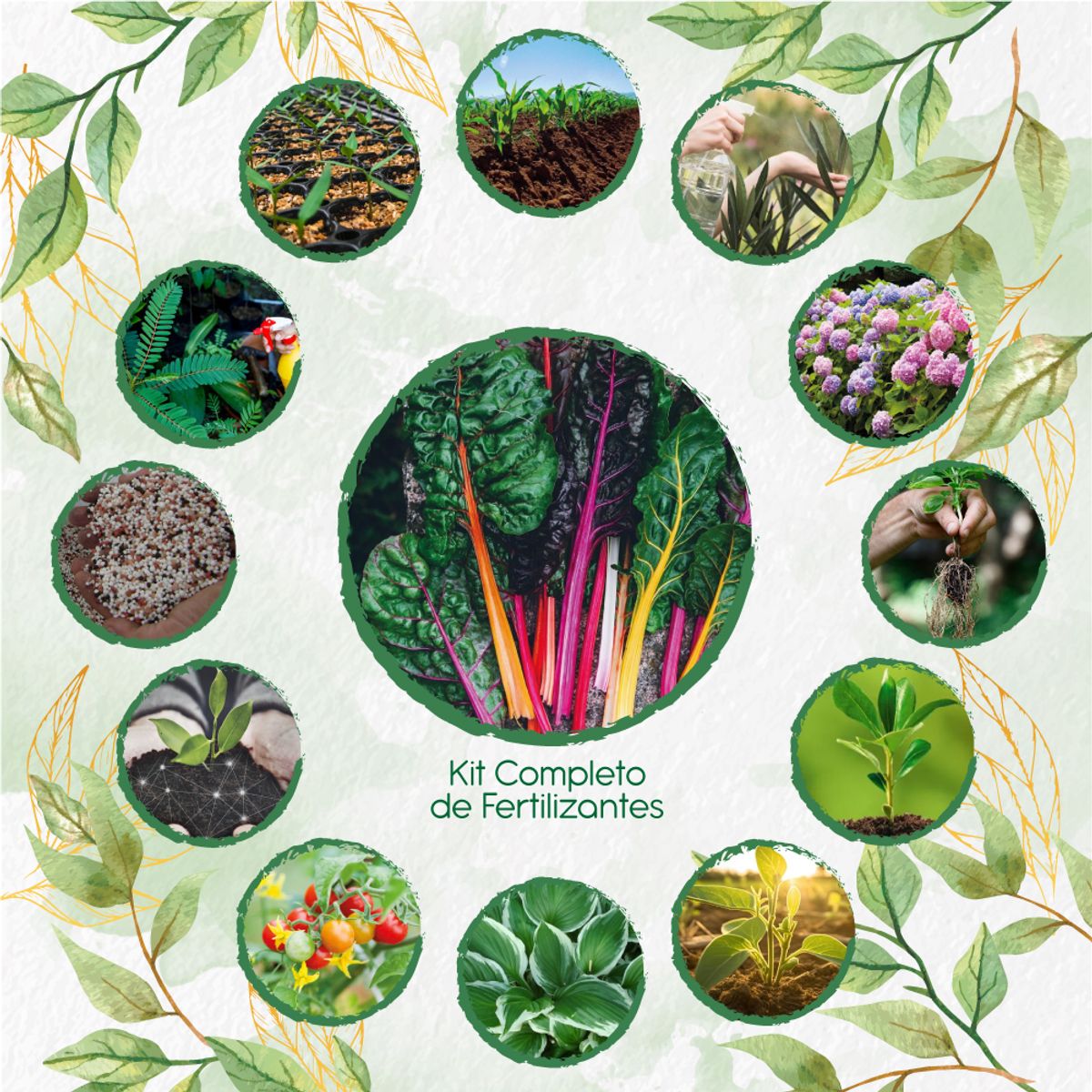 GENERICO - Kit Completo De Fertilizantes Para Acelga Colores