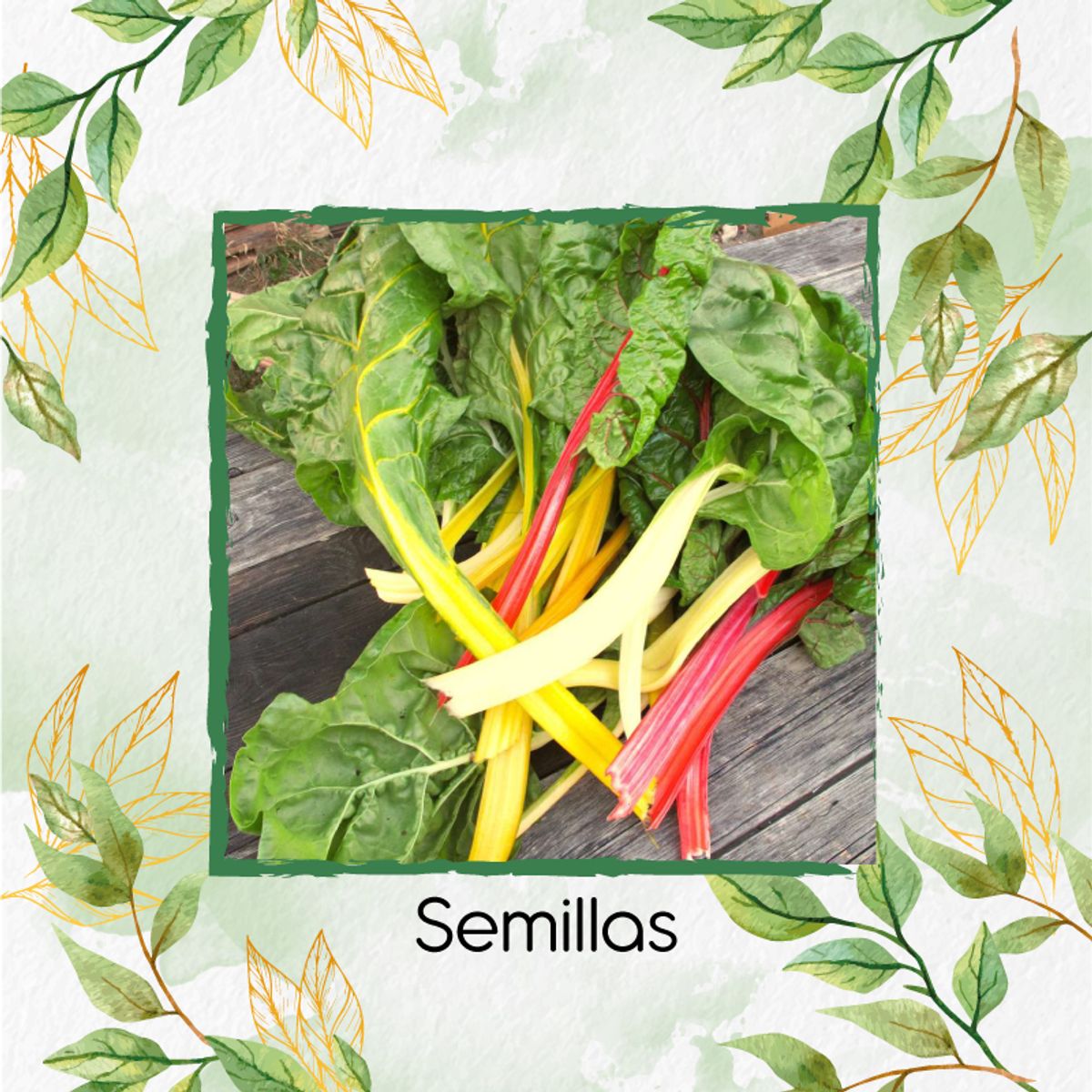 GENERICO - Kit Completo De Fertilizantes Para Acelga Colores