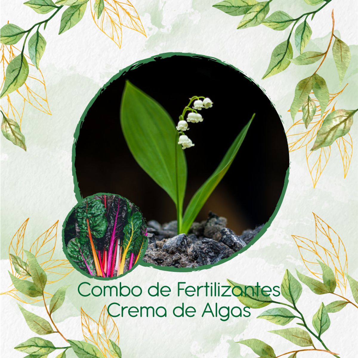 GENERICO - Combo De Fertilizantes Crema De Algas Para Acelga Colores