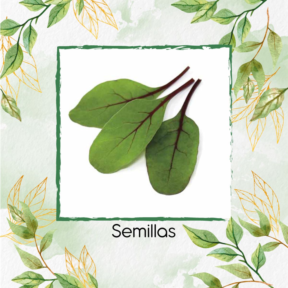 GENERICO - 1.250 Semillas Orgánicas De Acelga Scarlett