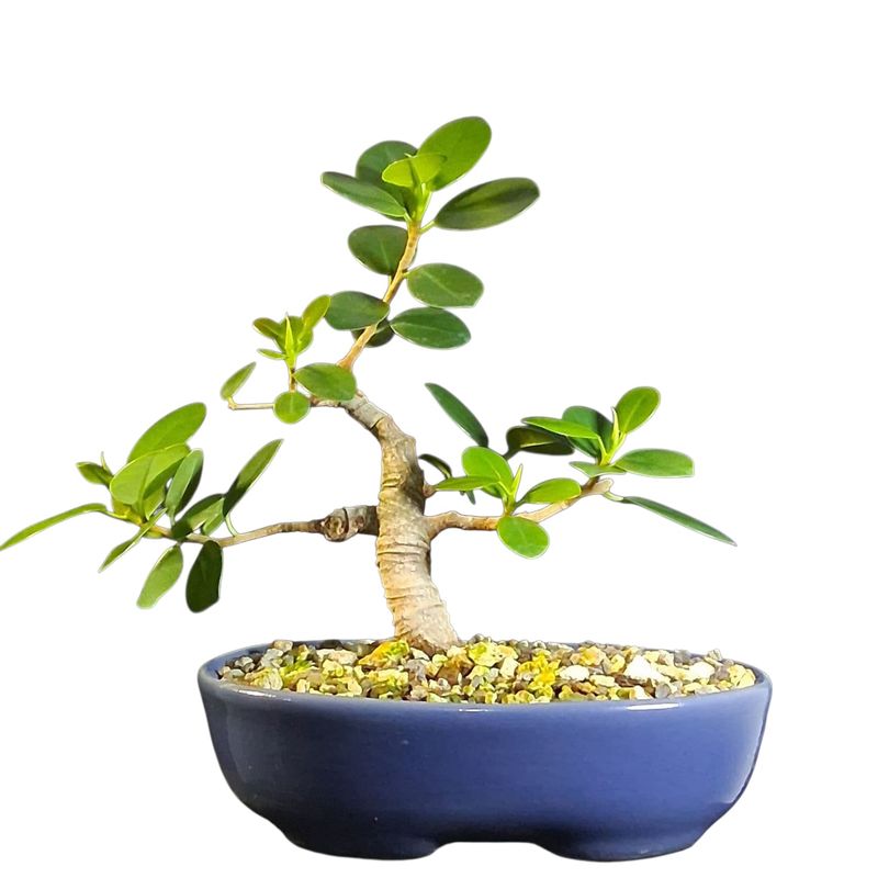 GENERICO - Bonsai - Ficus microcarpa variedad Panda