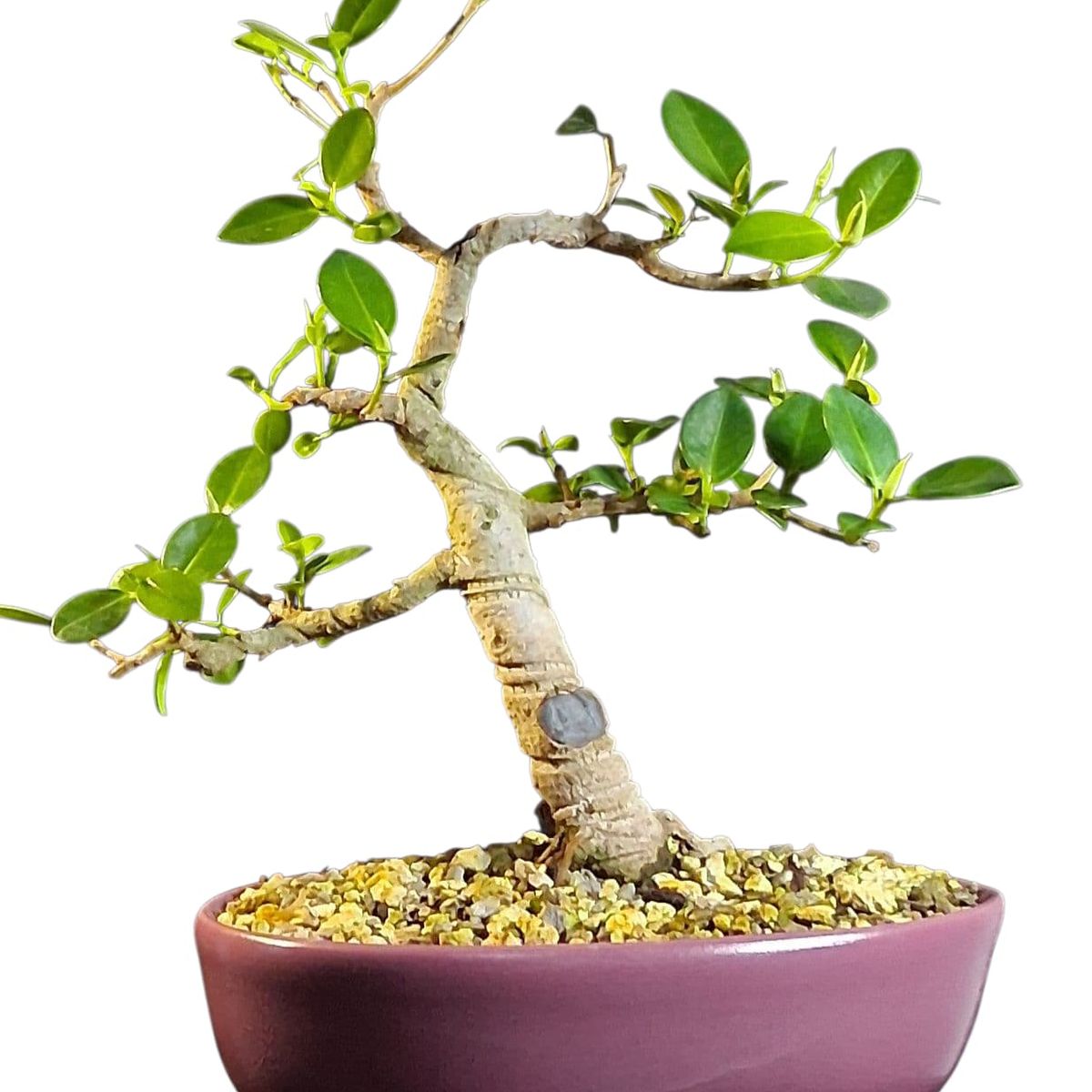 GENERICO - Bonsai - Ficus microcarpa variedad Green emerald exotica