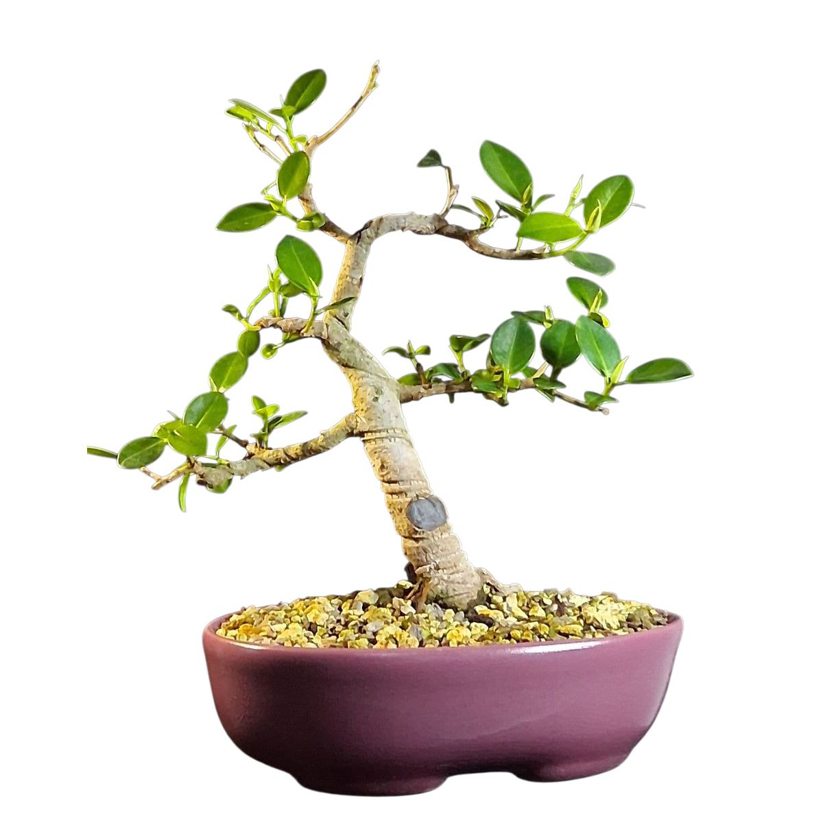 GENERICO - Bonsai - Ficus microcarpa variedad Green emerald exotica