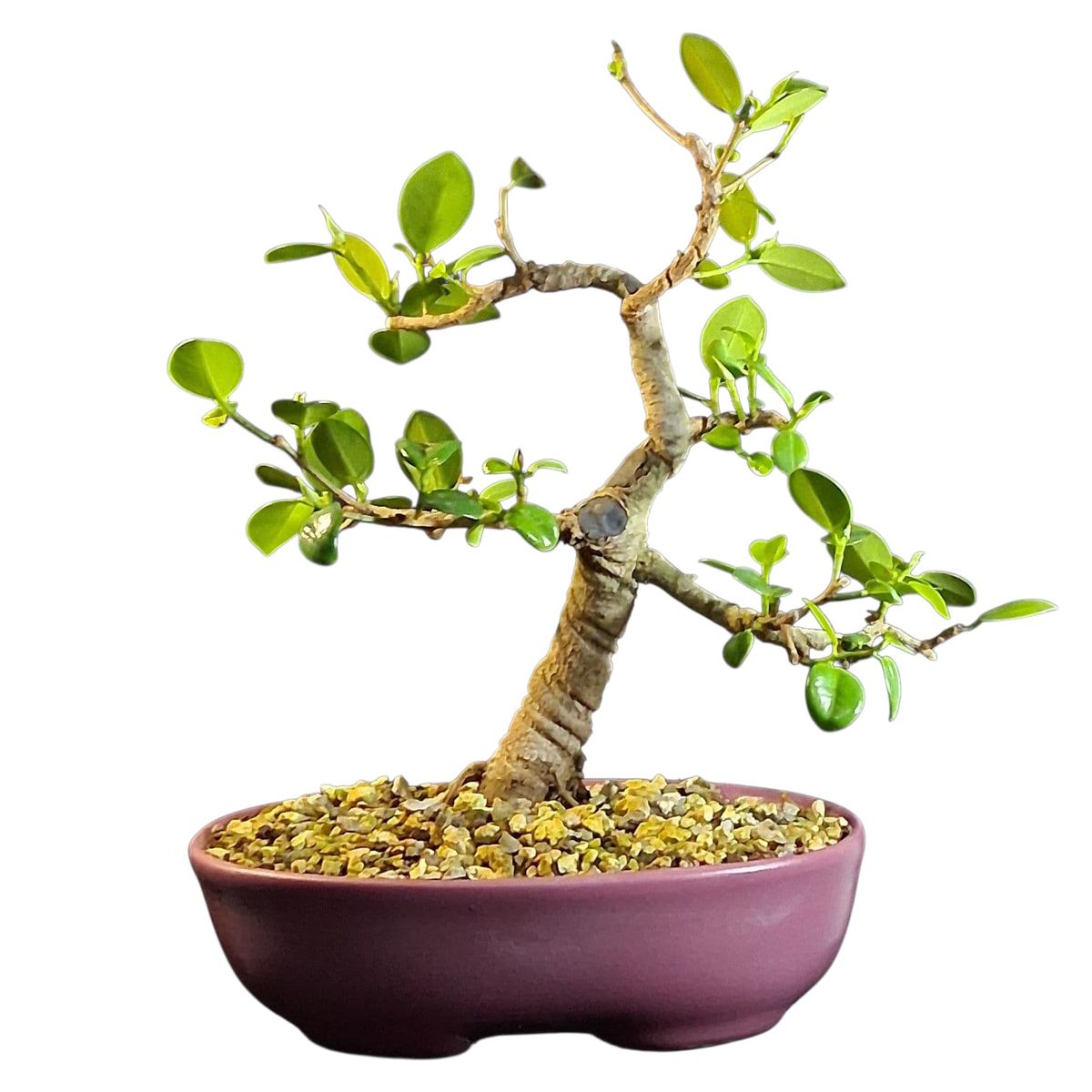 GENERICO - Bonsai - Ficus microcarpa variedad Green emerald exotica