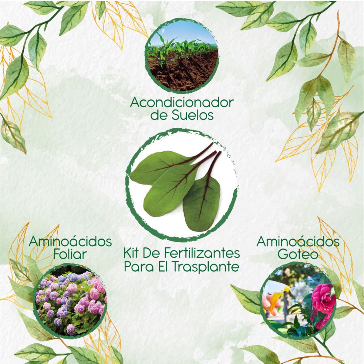 GENERICO - Kit De Fertilizantes Para El Trasplante De Acelga Scarlett
