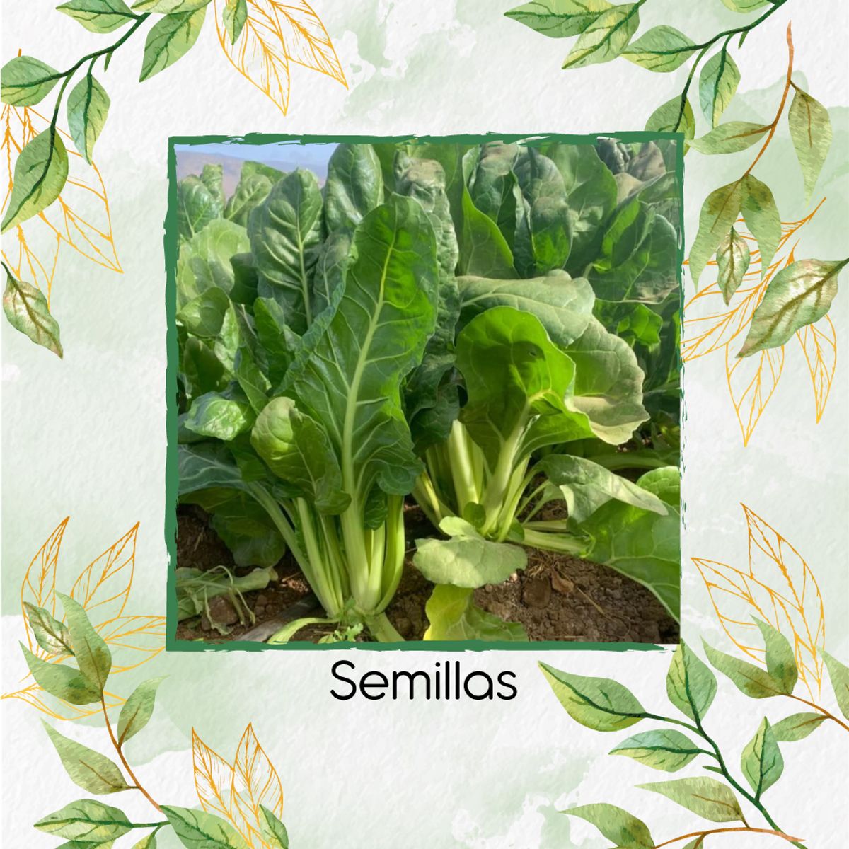 GENERICO - 1.250 Semillas Orgánicas De Acelga Prius