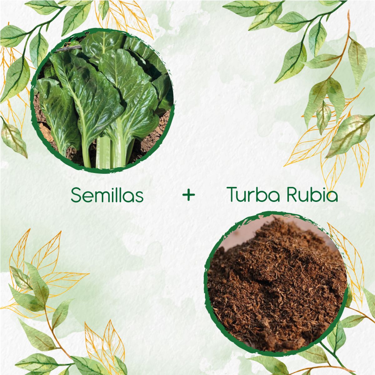 GENERICO - 125 Semillas De Acelga Prius + Turba De Germinación