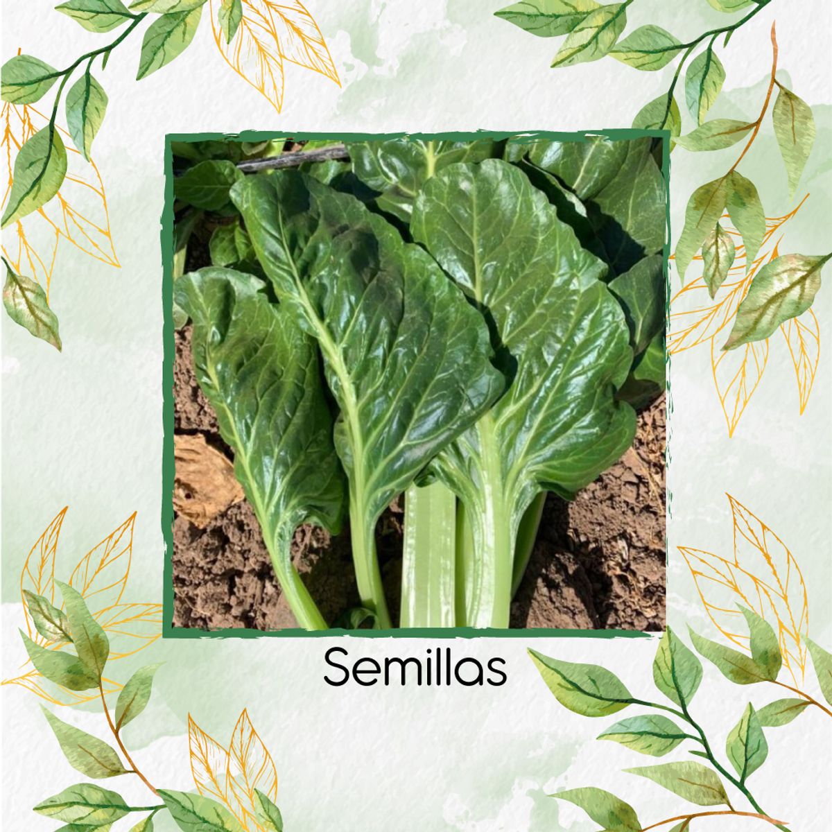 GENERICO - 125 Semillas De Acelga Prius + Turba De Germinación