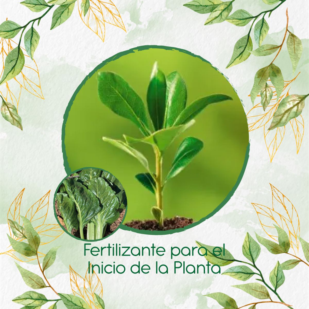 GENERICO - Fertilizante Para El Inicio De Acelga Prius