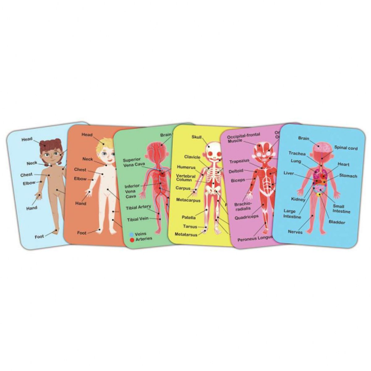 HAPE - MAGNÉTICOS CUERPO HUMANO