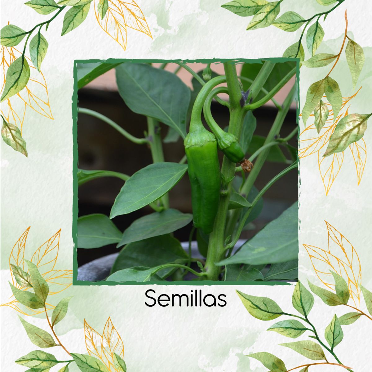 GENERICO - 120 Semillas De Ají Anaheim + Kit De Producción