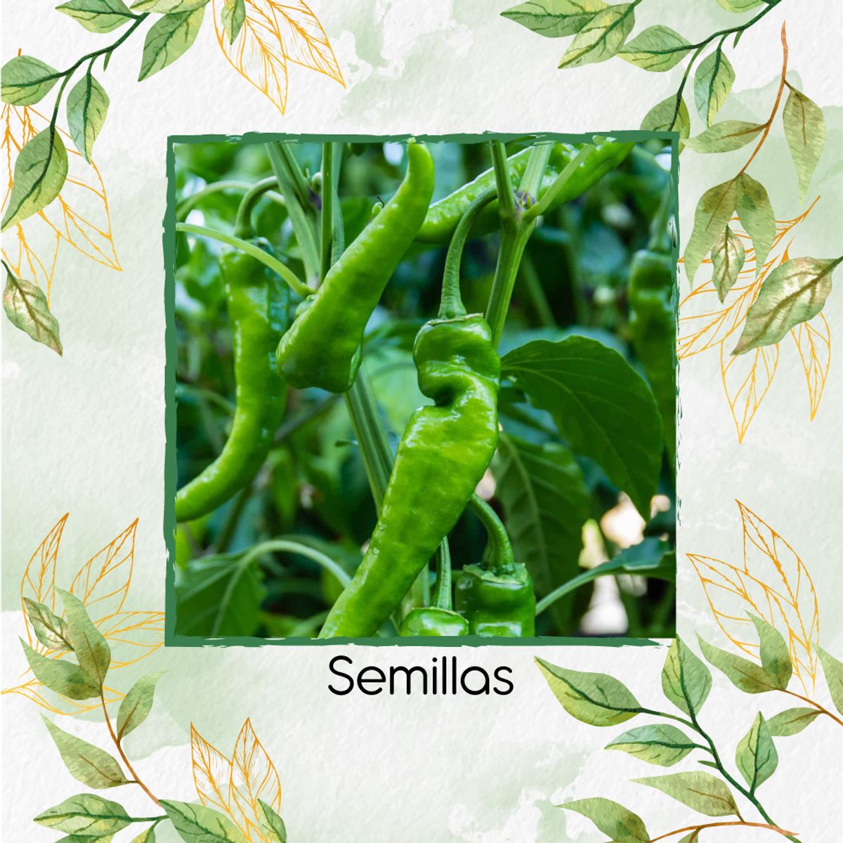 GENERICO - 60 Semillas De Ají Anaheim + Kit Completo De Germinación