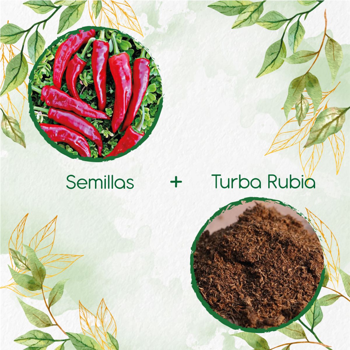 GENERICO - 20 Semillas De Ají Cacho + Turba De Germinación