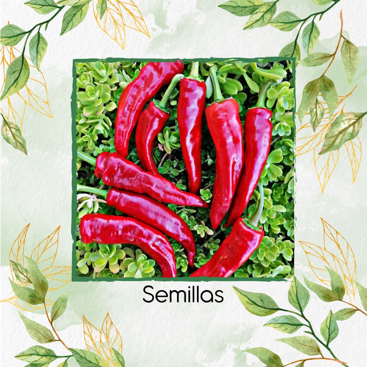 GENERICO - 20 Semillas De Ají Cacho + Turba De Germinación