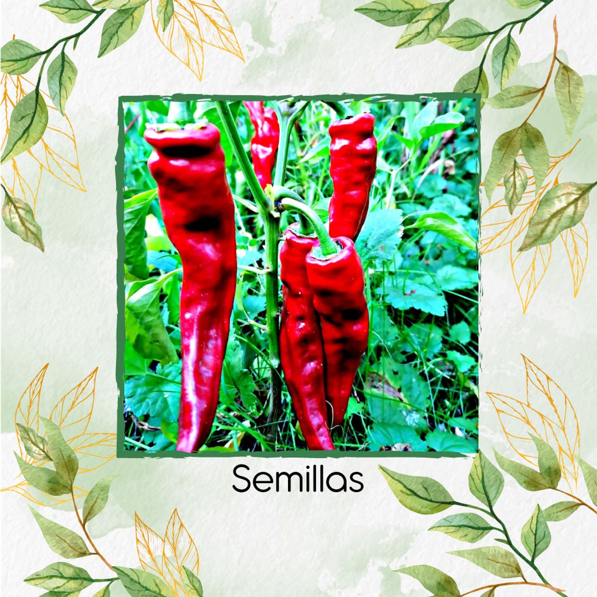 GENERICO - Kit Completo De Fertilizantes Para Ají Cacho