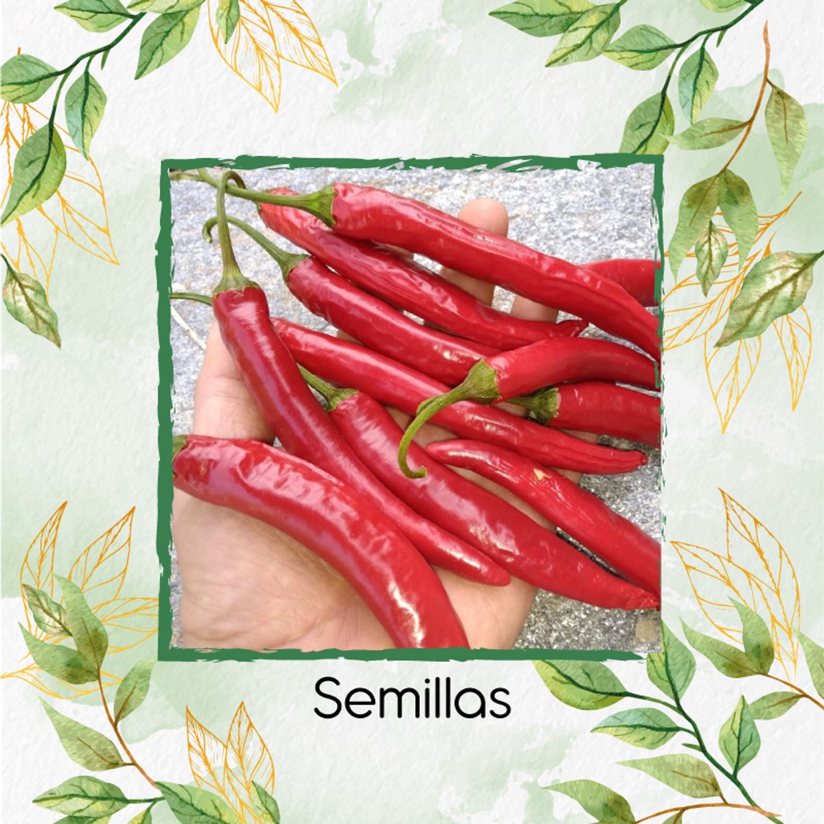 GENERICO - 200 Semillas De Ají Cayenne + Kit De Germinación Especial