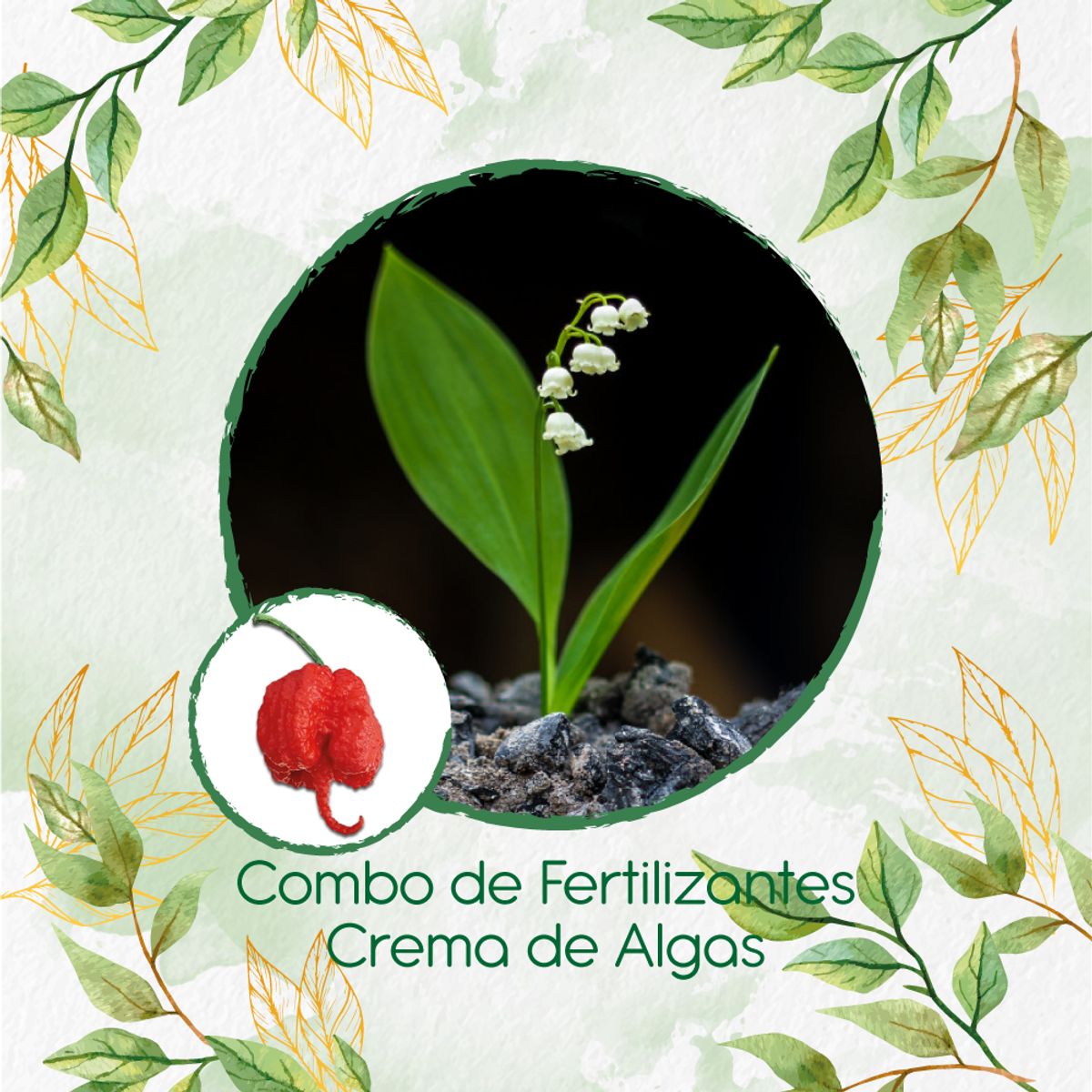GENERICO - Combo De Fertilizantes Crema De Algas Para Ají Carolina Reaper