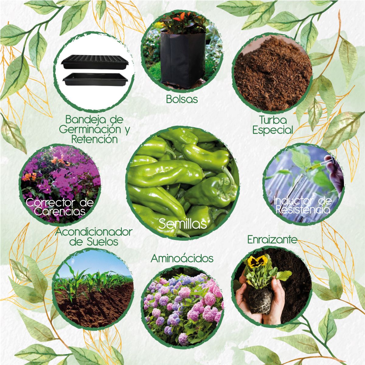 GENERICO - 320 Semillas De Ají Cubanelle + Kit De Producción