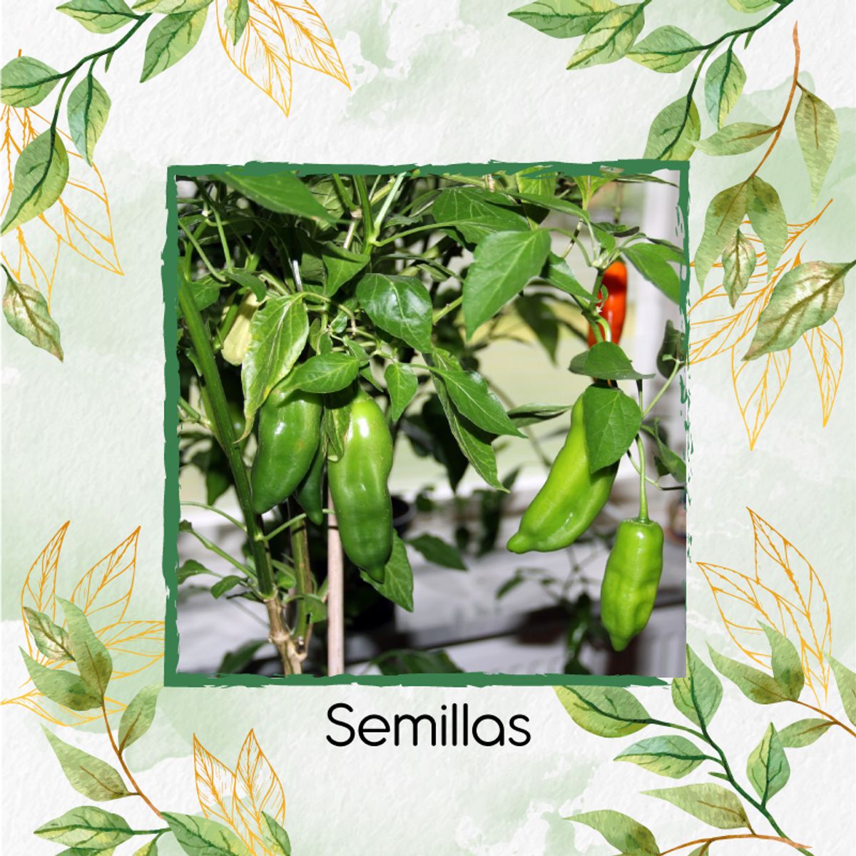 GENERICO - 320 Semillas De Ají Cubanelle + Kit De Producción