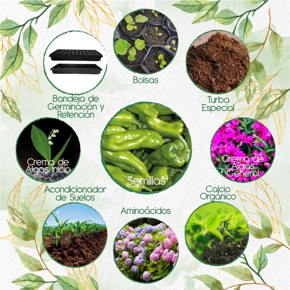 GENERICO - 160 Semillas De Ají Cubanelle + Kit Orgánico