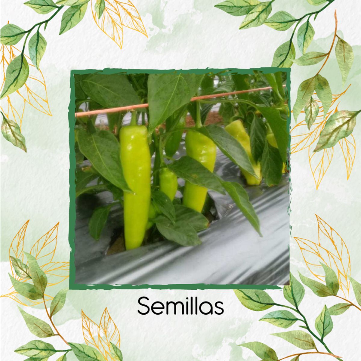 GENERICO - 160 Semillas De Ají Cubanelle + Kit Orgánico