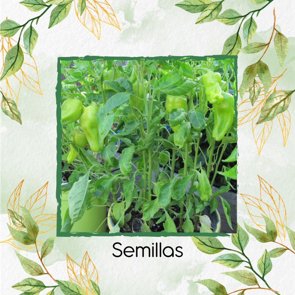 GENERICO - Kit De Fertilizantes Para La Siembra De Ají Cubanelle